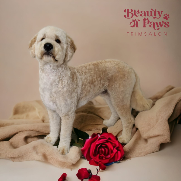 Cover photo of Woefkesranch Pups